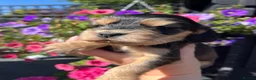 Cocker Spaniel dogs for sale: Kc reg show cockers - Advert 4