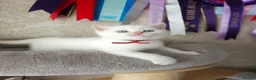 British Shorthair cats for sale: Beautiful Colourpointed Kittens - Advert 19