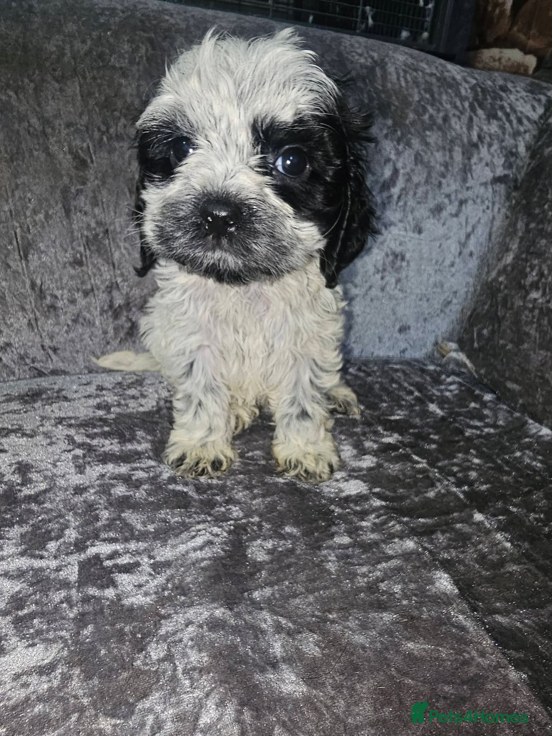 Mixed Breed dogs for sale: caverpoo cocker cross puppies 5 puppys - Advert 8