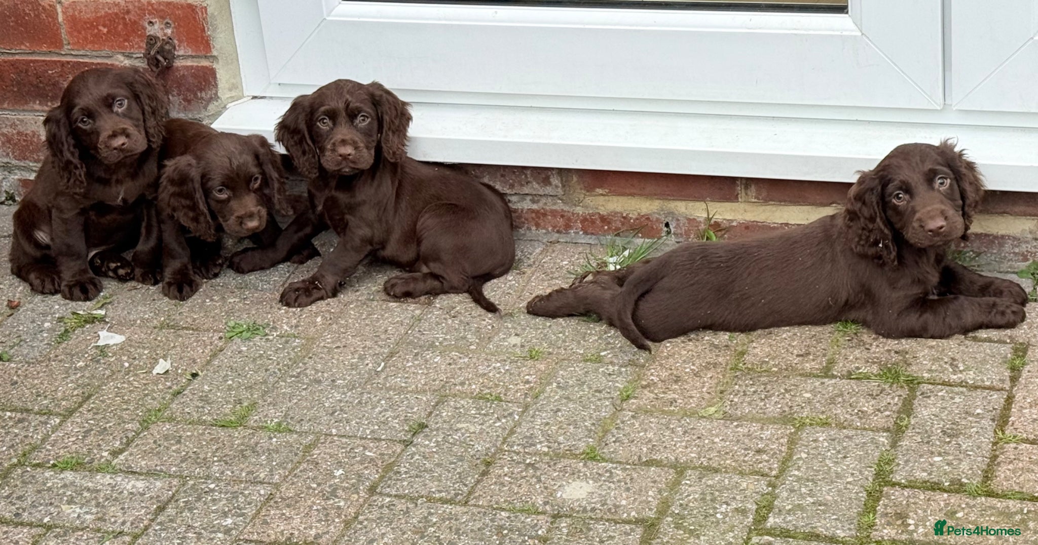Cocker Spaniel dogs for sale: Cocker spaniel puppies  - Advert 13