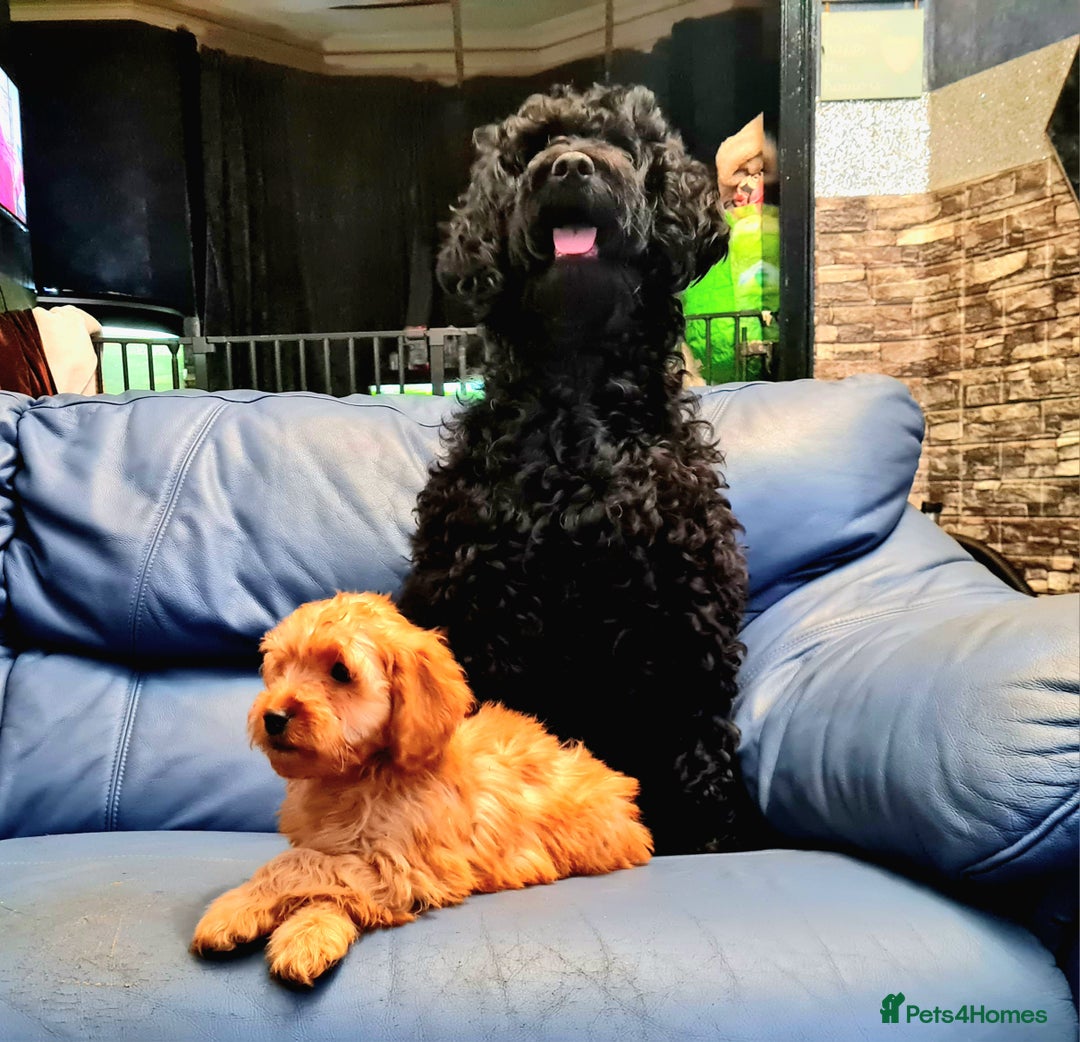 Cockapoo dogs for sale: READY TO LEAVE 4TH OF DECEMBER - Advert 9