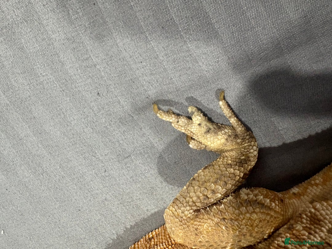 Bearded Dragon reptiles for sale: Citrus leatherback Bearded dragon - Advert 4