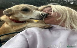 Mixed Breed dogs for adoption: Cristina - Norwich Norfolk  - Image 38