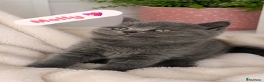 British Shorthair 3