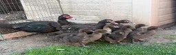Ducks poultry for sale: Muscovy ducks for sale  - Advert 3