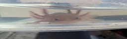 Axolotl reptiles for sale: Copper axanthic Melanoid baby Axolotl - Advert 8