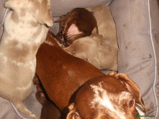 Dachshund dogs Dachund puppies for sale! - Advert 5