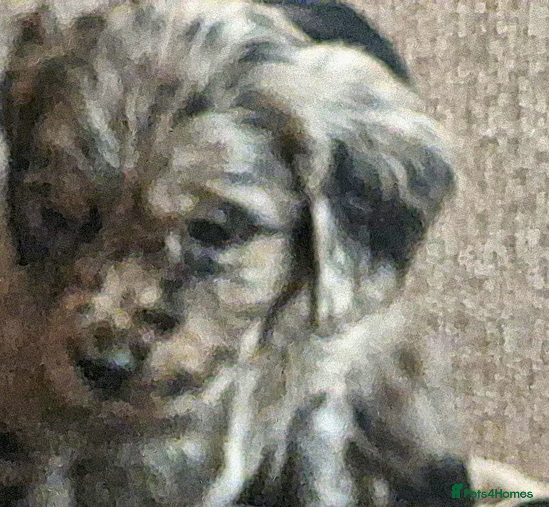 Cocker Spaniel dogs for sale: Mixed litter of Cocker Spaniel puppies  - Advert 34
