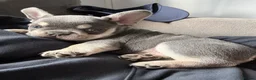 French Bulldog dogs for sale: Stunning 3rd generation French Bulldog puppies - Advert 3