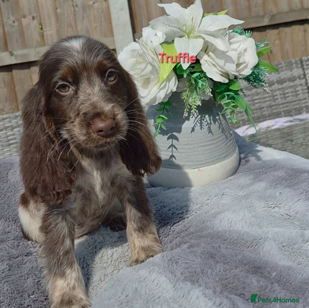 Cocker Spaniel dogs Exceptional True Show winning Champion Cockers. - Advert 2