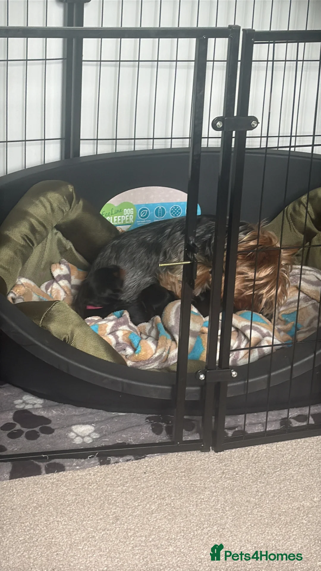 Yorkshire Terrier dogs for sale: Adorable Yorkshire Terrier Puppies  - Advert 2