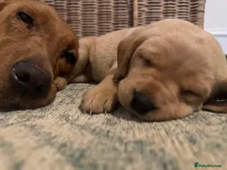 Labrador Retriever dogs Beautiful KC registered Lab boys - Advert 7