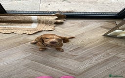 English Springer Spaniel dogs for sale: Working cocker Spaniel  - Image 6