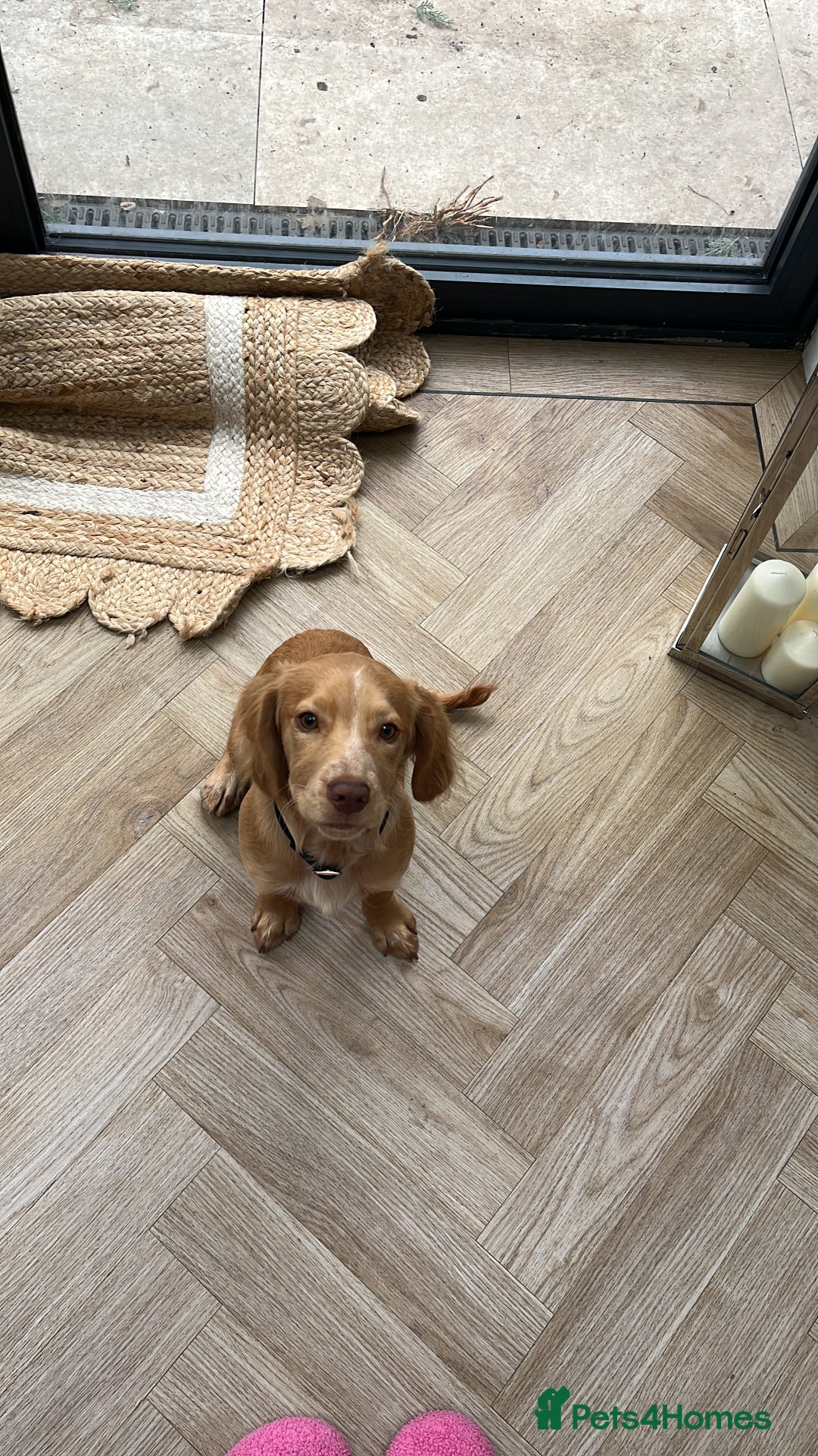 English Springer Spaniel dogs for sale: Working cocker Spaniel  - Image 6