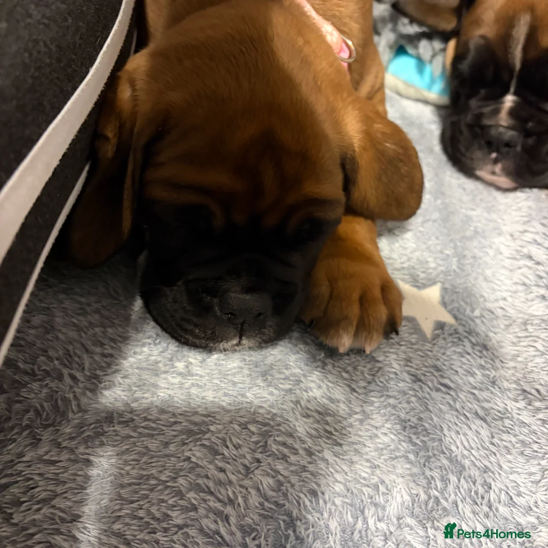 Boxer dogs for sale: Beautiful Boxer Puppies - Advert 20