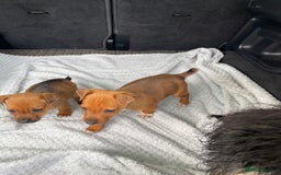 Mixed Breed dogs for sale: Jack Russell x Yorkshire terrier puppies  - Image 5