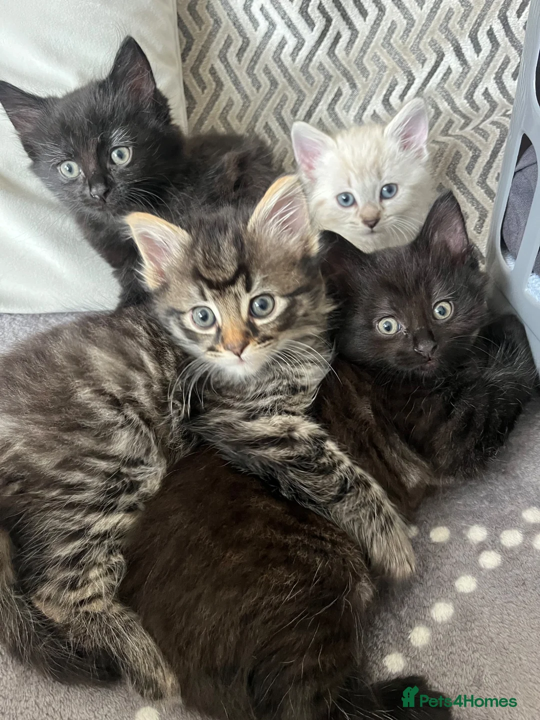 Domestic Shorthair cats for sale: Male kittens to go together 🐈‍⬛ 🐈‍⬛  - Advert 10