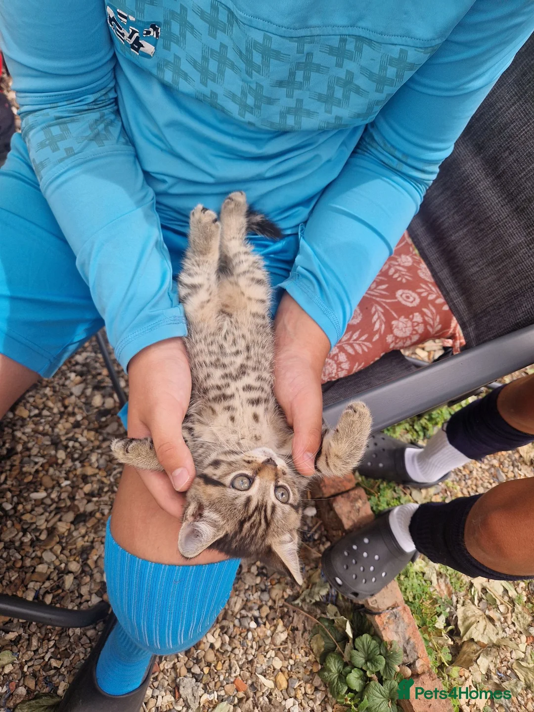 Mixed Breed cats for sale: Scottish mixed breed kittens - Advert 5