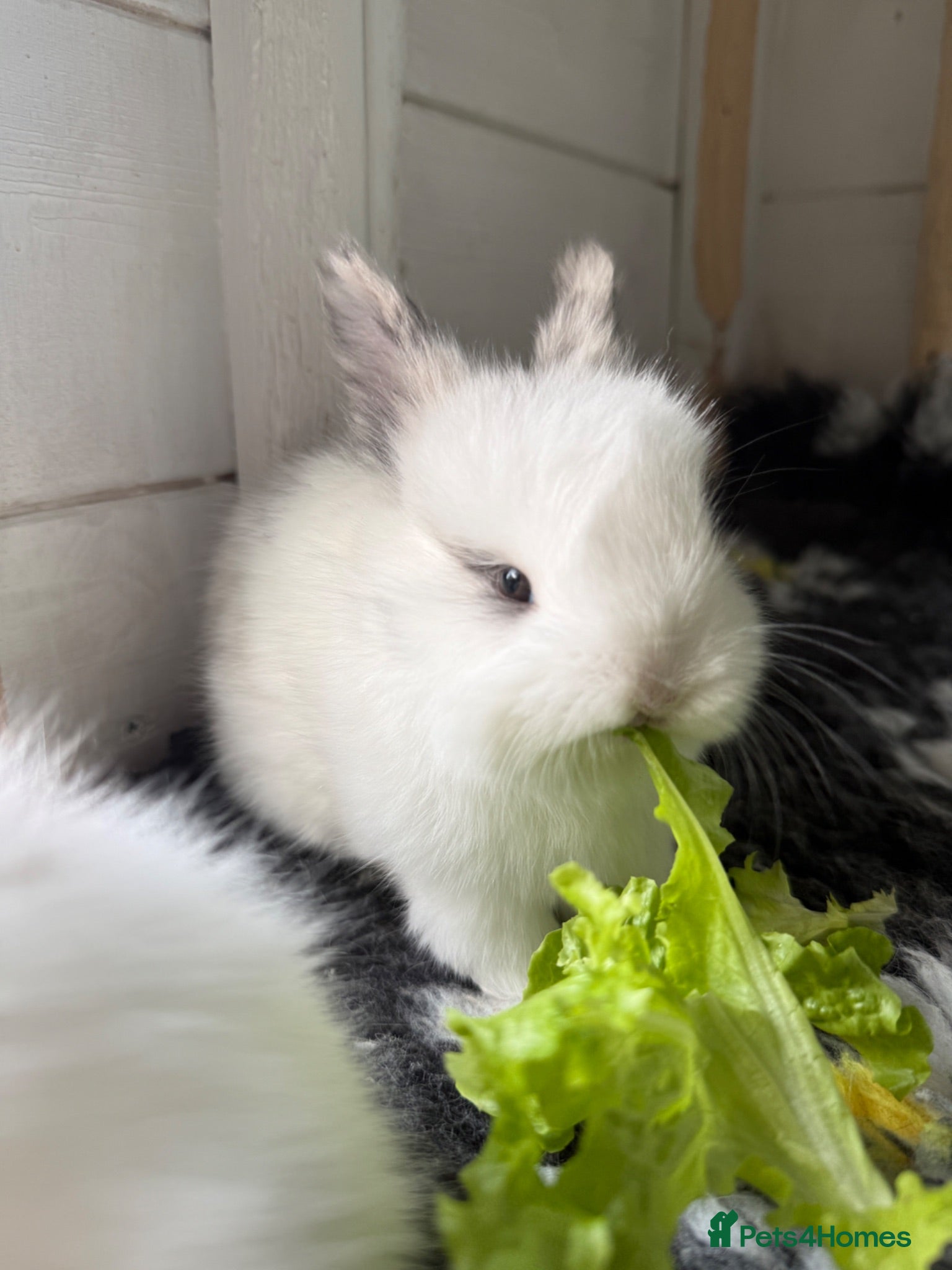 Angora rabbits Angora X bunny rabbits  - Advert 2