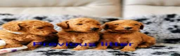 Labradoodle dogs for sale: 5⭐ F1 Labradoodles, parents fully Health checked.  - Advert 4