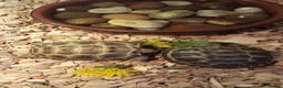 Tortoise reptiles for sale: Baby horsefield tortoise with full set up  - Advert 6