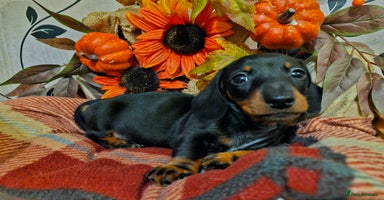 Miniature Dachshund dogs - Advert 3