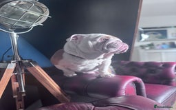 English Bulldog dogs for sale: Rehoming of Gorgeous Bulldog - Image 3