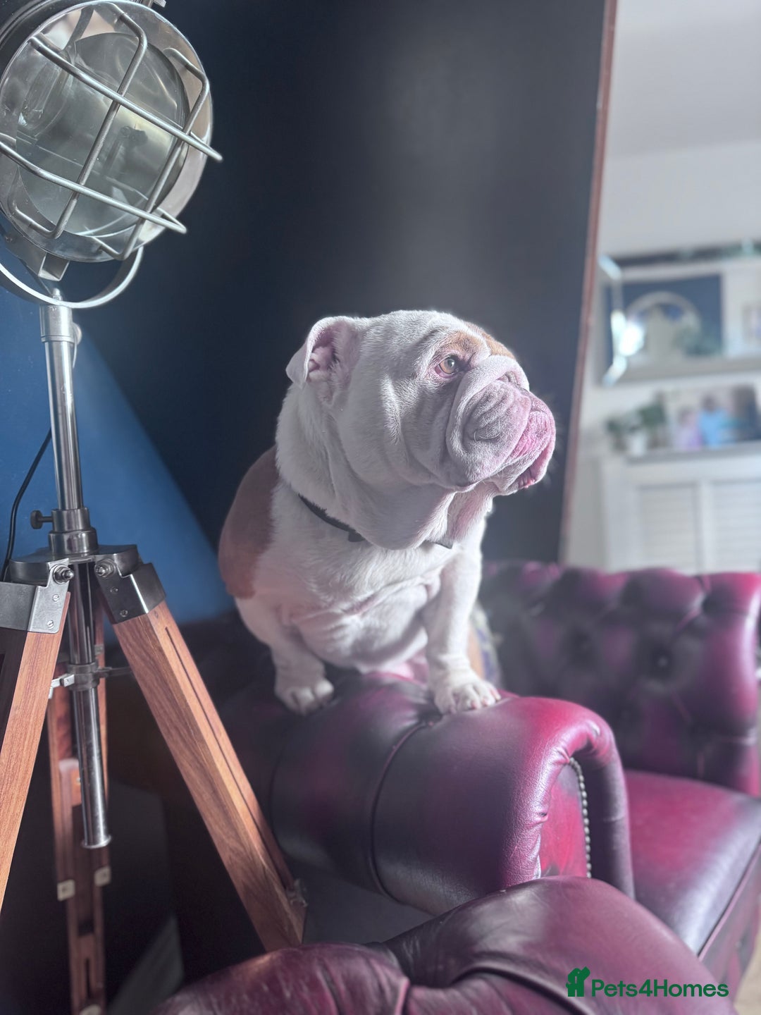 English Bulldog dogs for sale: Rehoming of Gorgeous Bulldog - Image 3