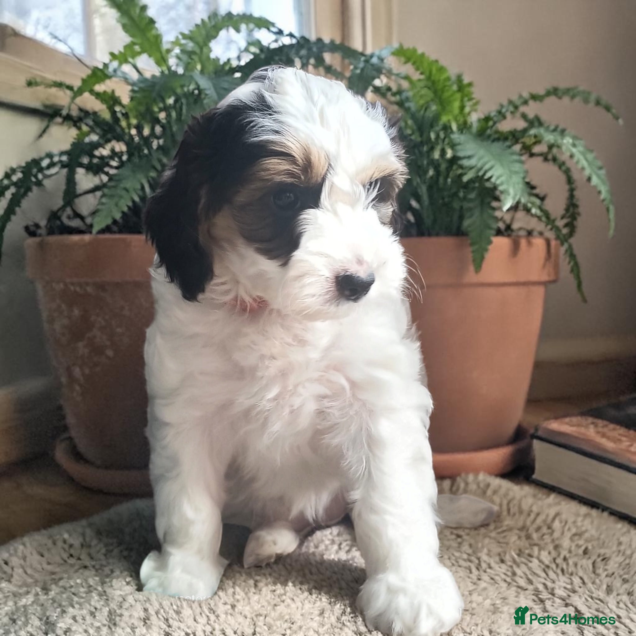 Australian Labradoodle dogs Health tested Ready to go next weekend  - Advert 4