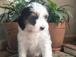 Australian Labradoodle dogs Health tested Ready to go next weekend - Advert 4