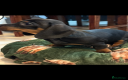 Dachshund dogs for sale: 5 stunning Dachshund puppies - Image 26