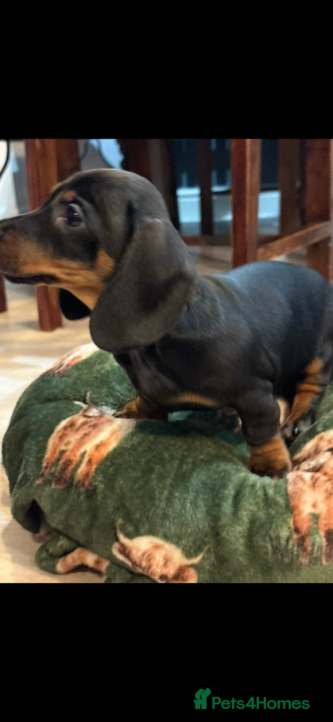 Dachshund dogs for sale: 5 stunning Dachshund puppies - Image 26