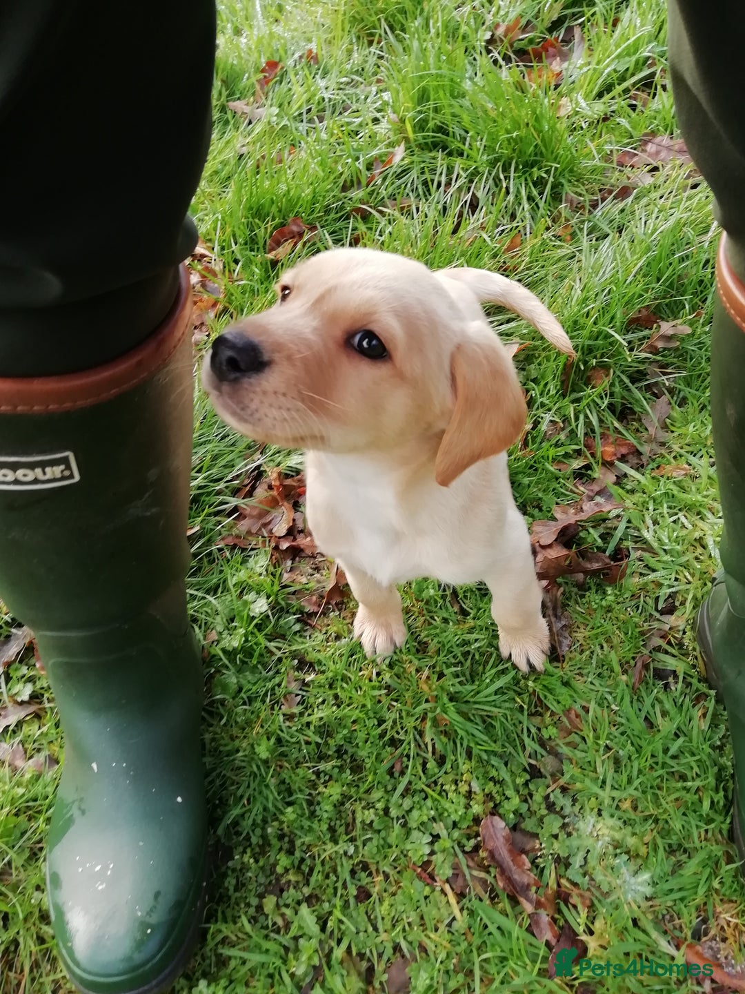 Labrador Retriever dogs for sale: Gorgeous KC Registered Labrador Pups - Advert 3