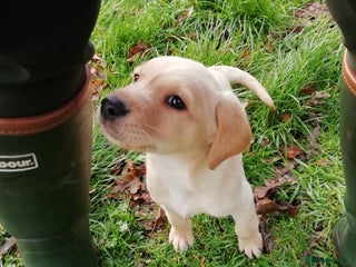 Labrador Retriever dogs Gorgeous KC Registered Labrador Pup - Advert 5