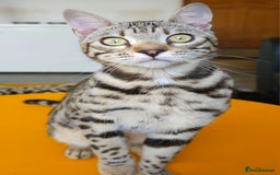 Bengal cats for sale: Gorgeous Brown Rosetted Boy Available  - Advert 2