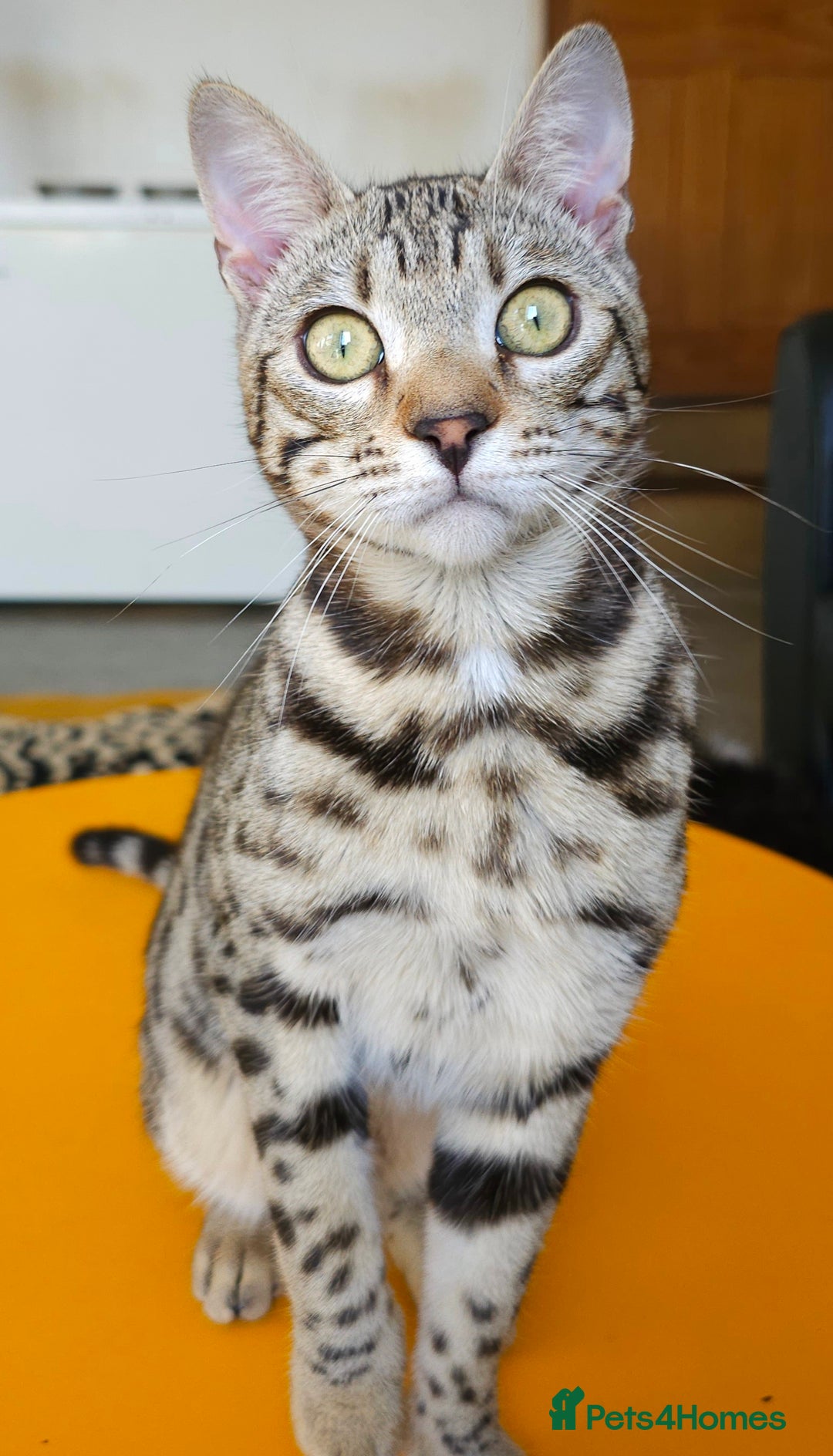 Bengal cats for sale: Gorgeous Brown Rosetted Boy Available  - Advert 2