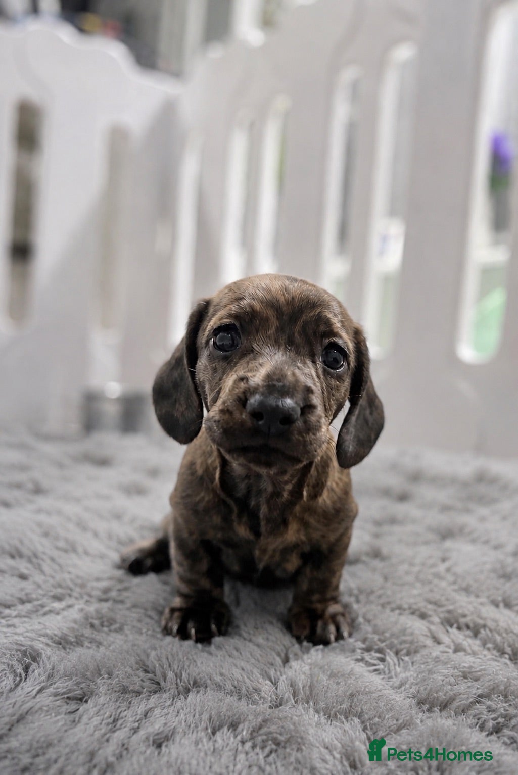 Miniature Dachshund dogs Beautiful brindle mini dachshunds  - Advert 5