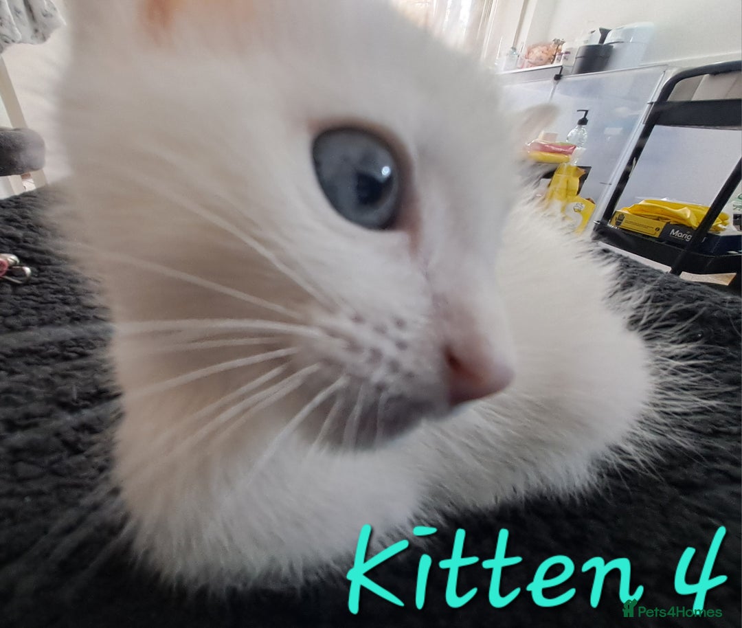 Mixed Breed cats for sale: 4 cute kittens up for sale - Image 29