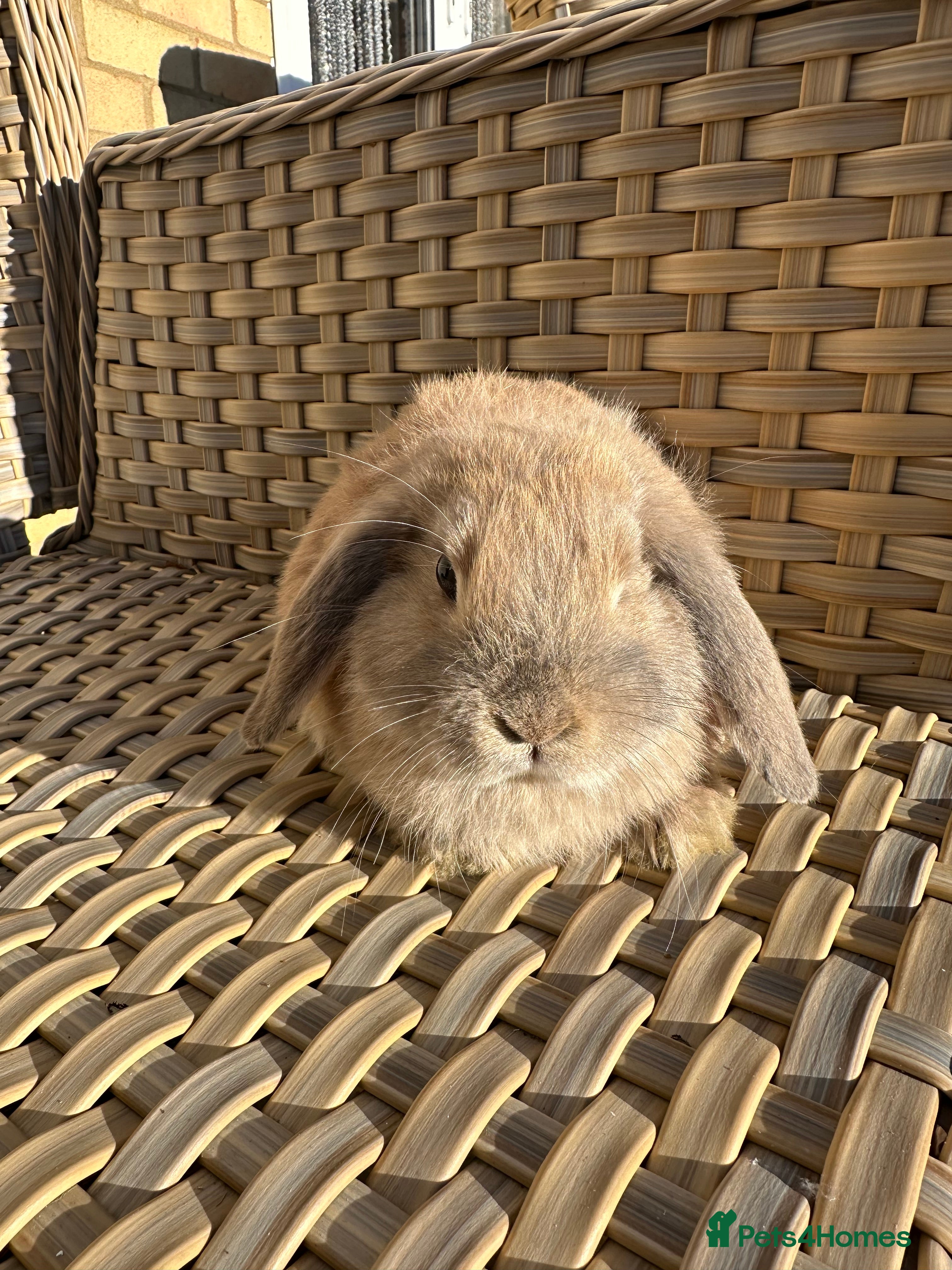 Mini Lop rabbits Gorgeous mini lops available soon.  - Advert 8