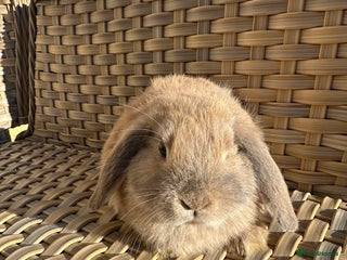 Mini Lop rabbits Gorgeous mini lops available soon. - Advert 8