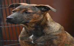 Mixed Breed dogs for sale: Bullherders top working lines  - Advert 29