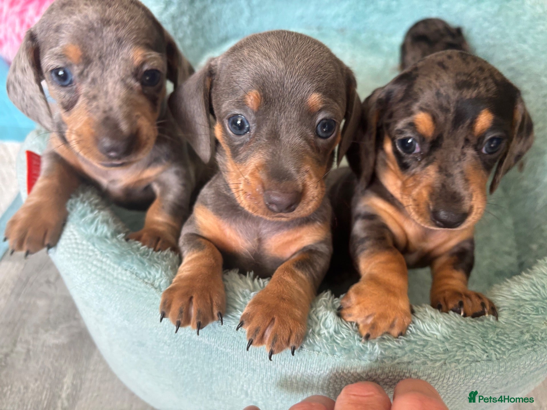 Dachshund dogs Miniature dachshund - Advert 14