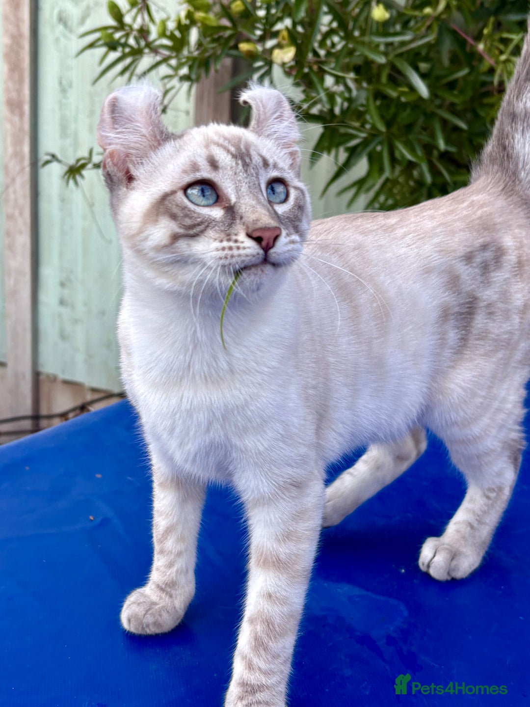 Bengal cats for sale: Stunning rare female  - Image 16