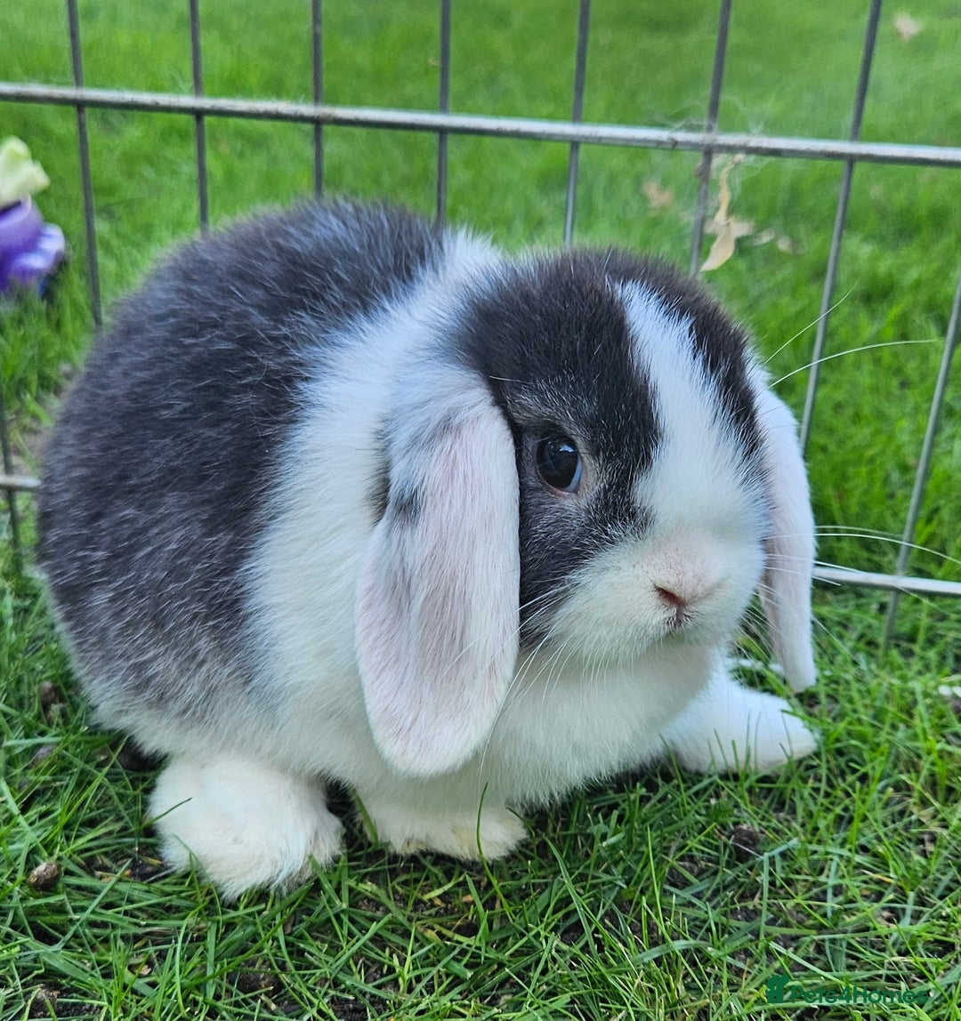Mini Lop rabbits for sale: Gorgeous purebred baby mini lops - Image 7