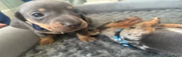 Dachshund dogs for sale: 9 amazing dapple dachshund puppys  - Advert 16
