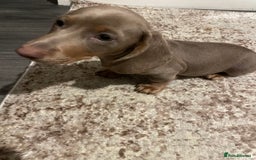 Miniature Dachshund dogs for sale: KCRegistered Miniature SmoothHaired Dachshund Boys - Image 15