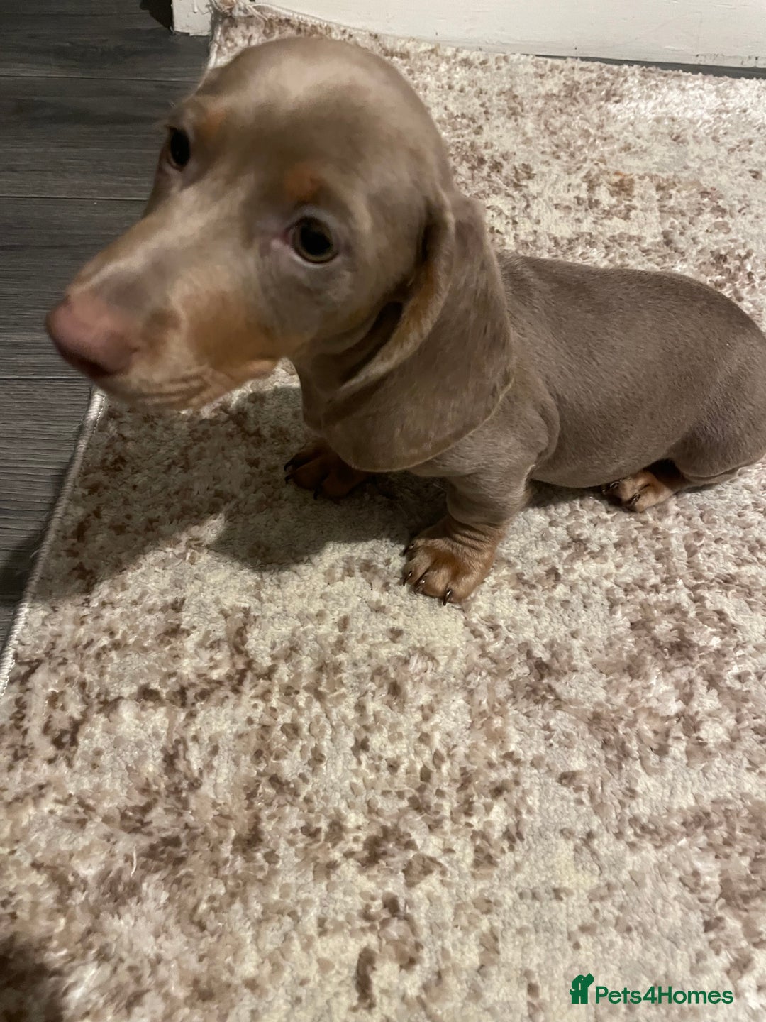 Miniature Dachshund dogs for sale: KCRegistered Miniature SmoothHaired Dachshund Boys - Image 15