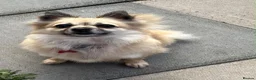 Pomchi dogs for sale: Beautiful pomchi female  - Advert 6