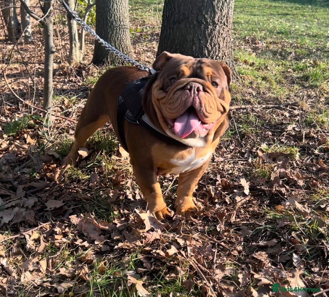 English Bulldog dogs for stud: Dog for stud in Dagenham - Advert 8