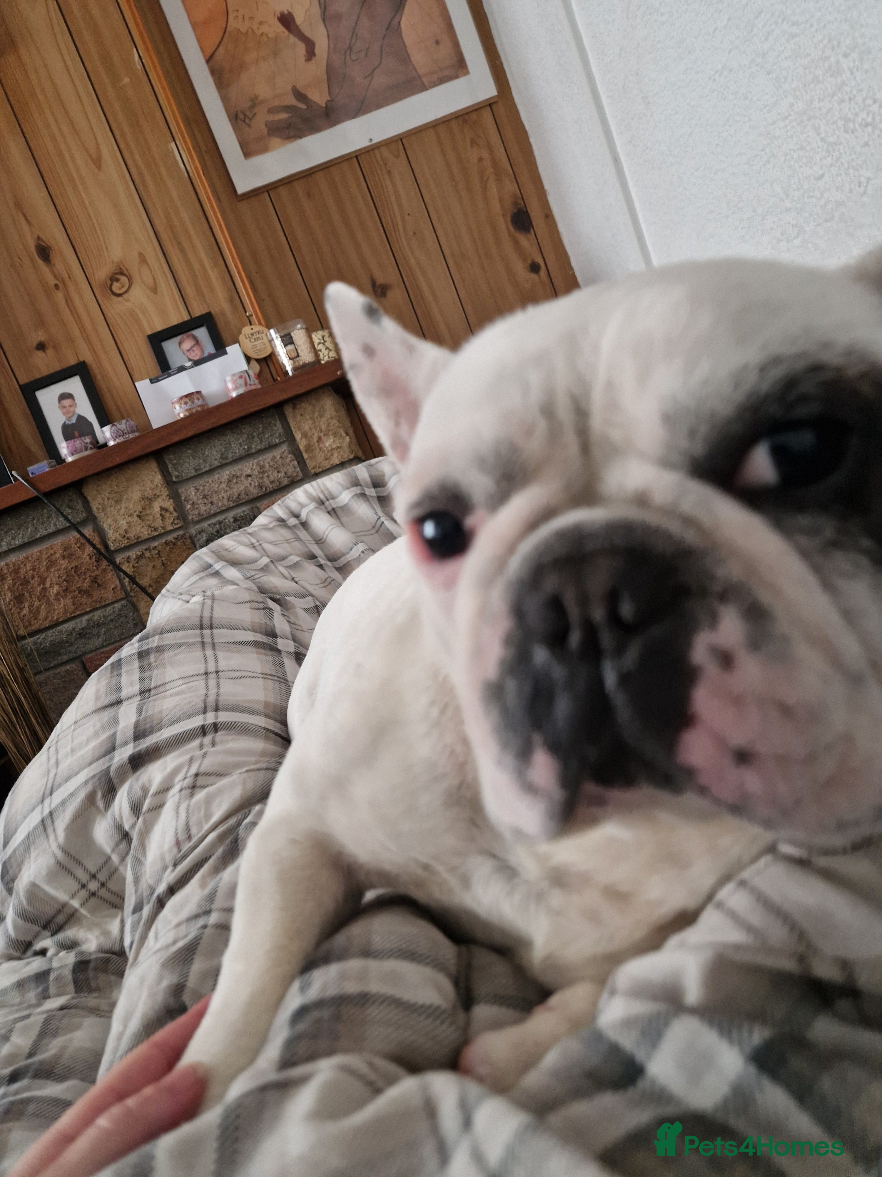 French Bulldog dogs Male French Bulldog for Sale - Advert 11